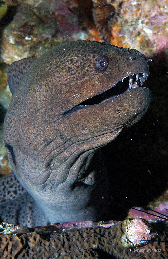 Birmanie - Mergui - 2018 - DSC03173 - Giant moray - Murene Javanaise - Gymnothorax javanicus.jpg